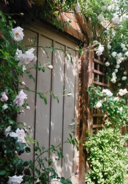 Rose Covered Door Rose Covered Door